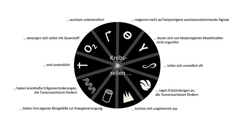 kki_Wisskomm_Abb_Krebsmerkmale-800.jpg
